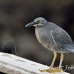 heron_lava_blue_great_san_h_0080_ecu2277.jpg